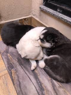 Siberian Husky Puppies