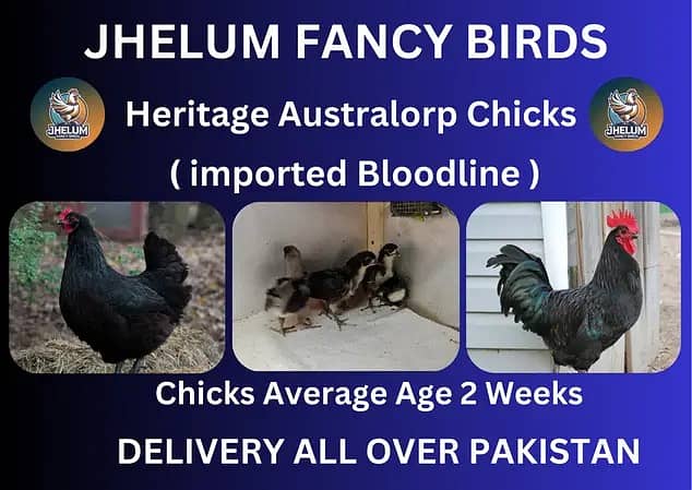 australorp | Jersey giant | Ayam Cemani black tongue | Heritage chicks 0