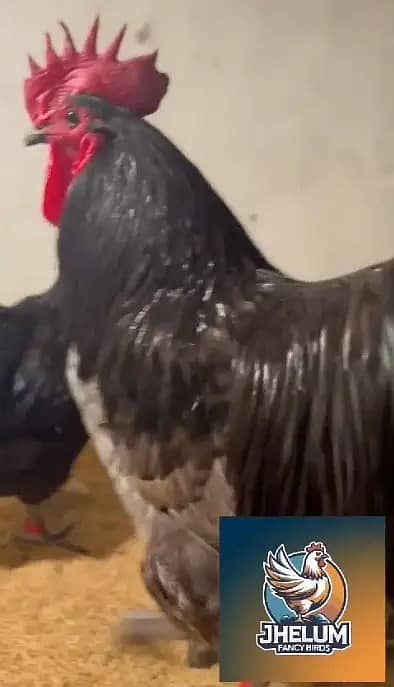 australorp | Jersey giant | Ayam Cemani black tongue | Heritage chicks 2