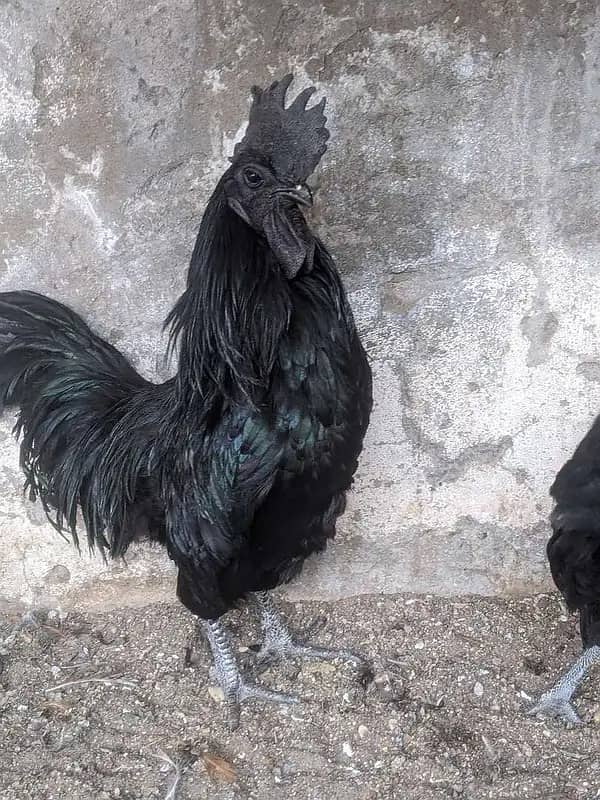 australorp | Jersey giant | Ayam Cemani black tongue | Heritage chicks 5