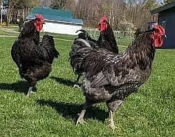 australorp | Jersey giant | Ayam Cemani black tongue | Heritage chicks 6