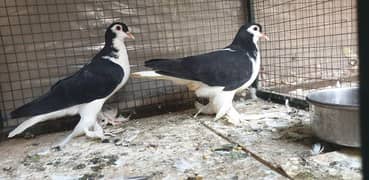 Lahori sherazi chicks pair