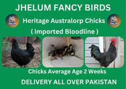 australorp | Jersey giant | Ayam Cemani black tongue | Heritage chick