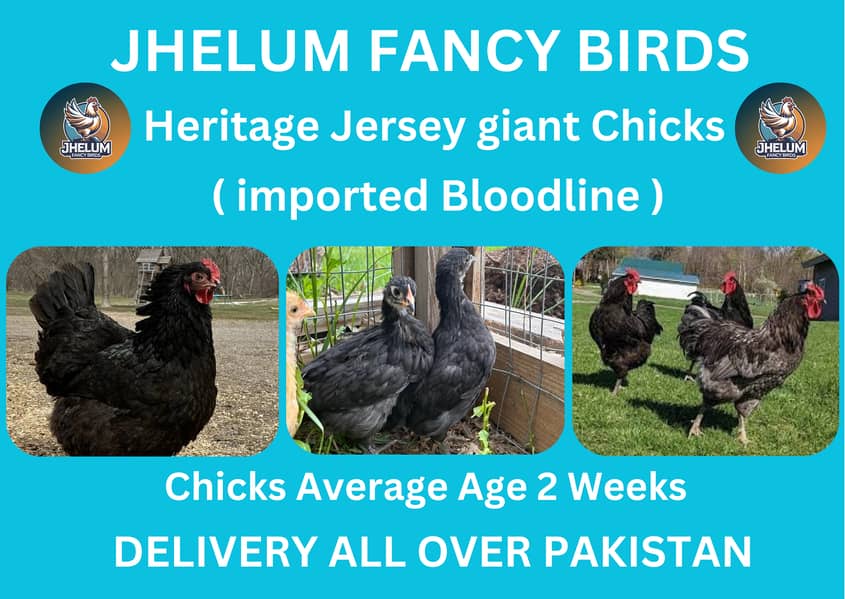 australorp | Jersey giant | Ayam Cemani black tongue | Heritage chick 1