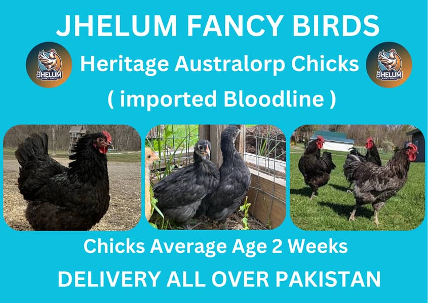 australorp | Jersey giant | Ayam Cemani black tongue | Heritage chicks 8