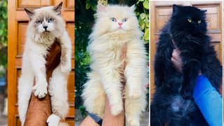 Persian kitten cats