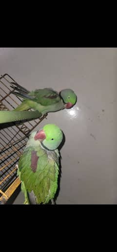 Alexandrine Parrot both Male