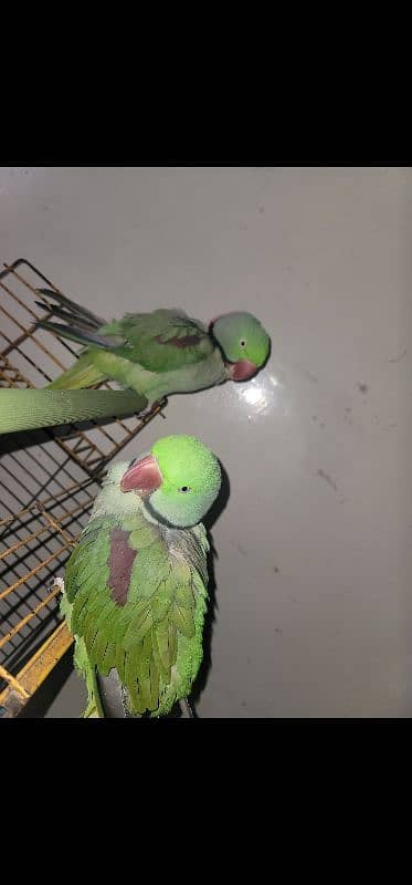 Alexandrine Parrot both Male 0