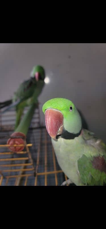 Alexandrine Parrot both Male 1