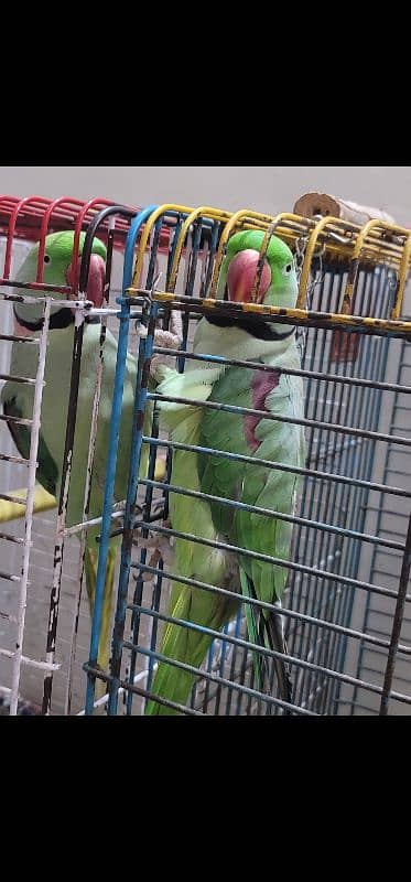 Alexandrine Parrot both Male 2