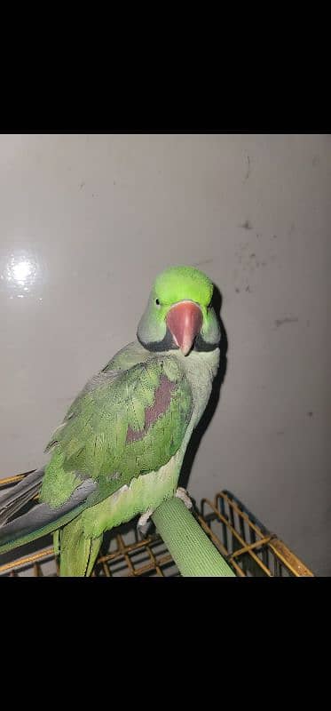 Alexandrine Parrot both Male 3