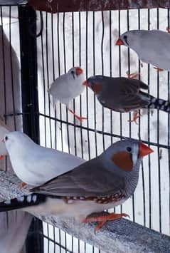 Finches