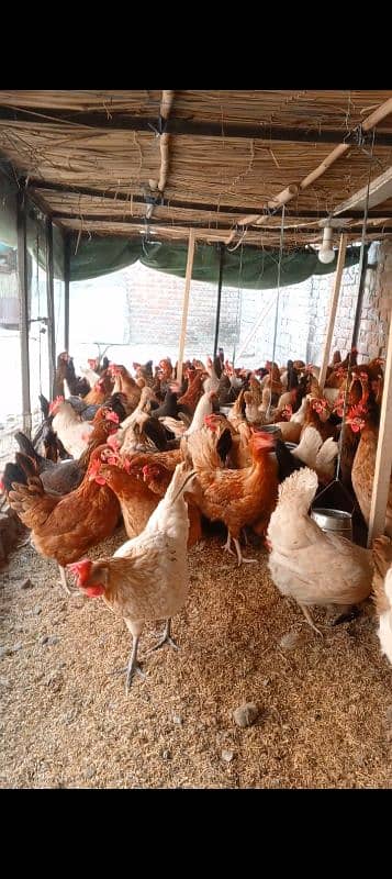 Golden Misri /  Hens | eggs laying hens | Misri murghi | starter hens 0