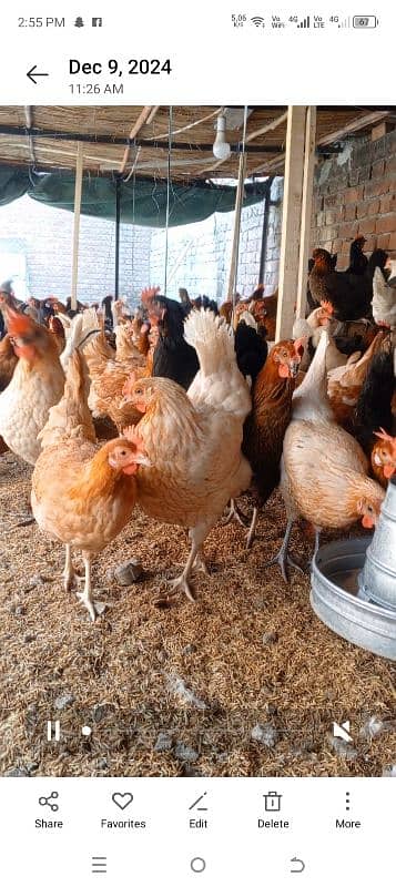 Golden Misri /  Hens | eggs laying hens | Misri murghi | starter hens 1