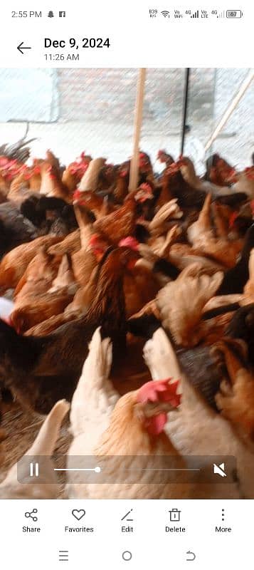 Golden Misri /  Hens | eggs laying hens | Misri murghi | starter hens 2