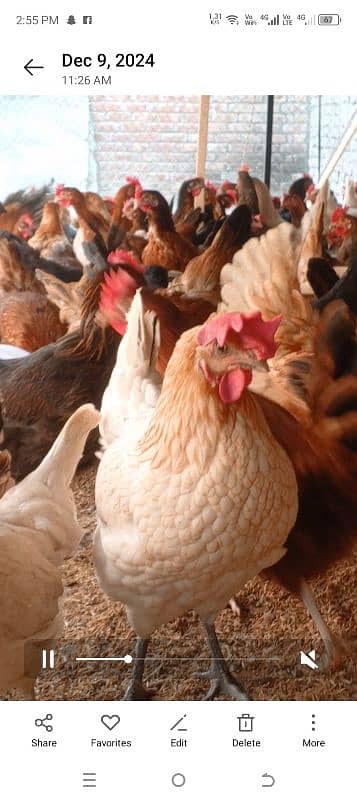 Golden Misri /  Hens | eggs laying hens | Misri murghi | starter hens 3