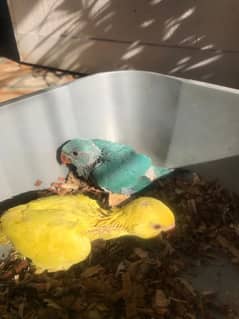 Yellow And Blue White Ringneck Chicks