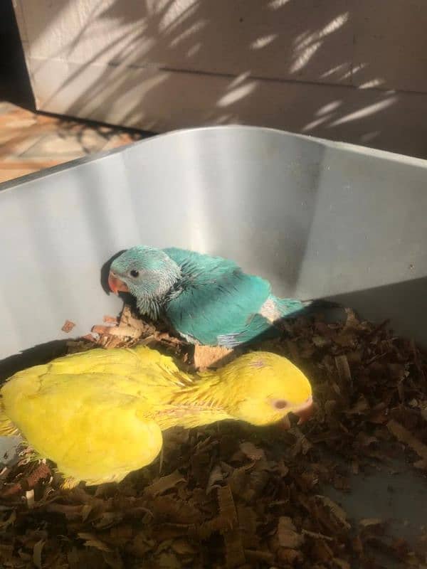 Yellow And Blue White Ringneck Chicks 0