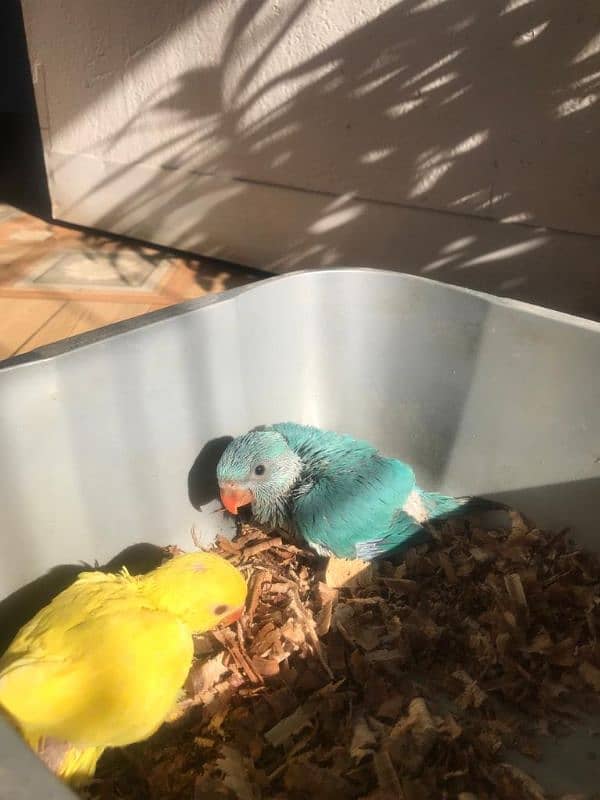 Yellow And Blue White Ringneck Chicks 1