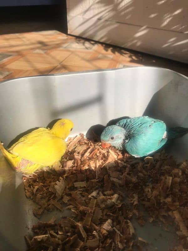 Yellow And Blue White Ringneck Chicks 2