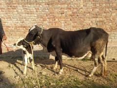 Cow with male baby