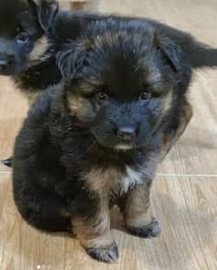 German Shepherd puppies for sale03141261535