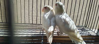 Albino red eyes age 04 months 03 pcs