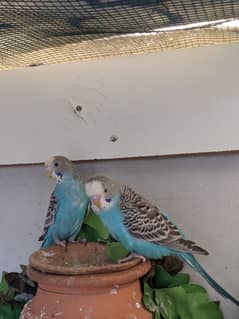 Budgies