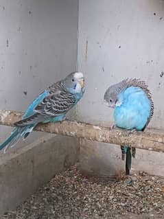 Budgies parrots pair and 1 single male