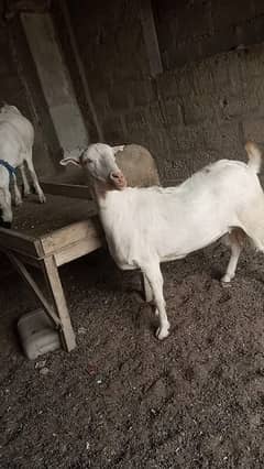 Bakri for sale