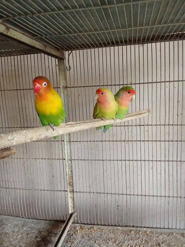 Discount Deal Coloured Cage,Fisher,pasnata,lutino breeder pairs 10