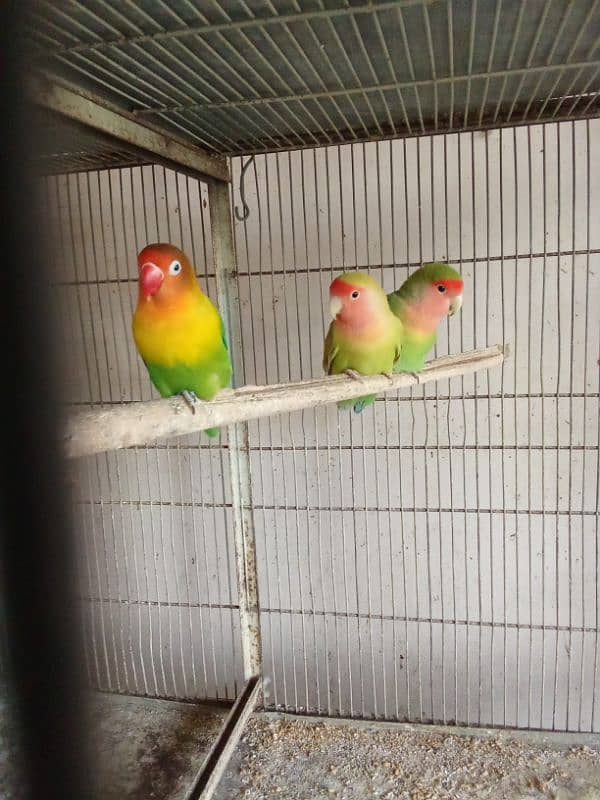 Discount Deal Coloured Cage,Fisher,pasnata,lutino breeder pairs 11