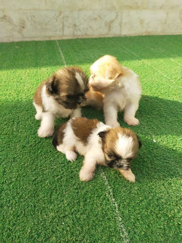 Shihtzu pups 0