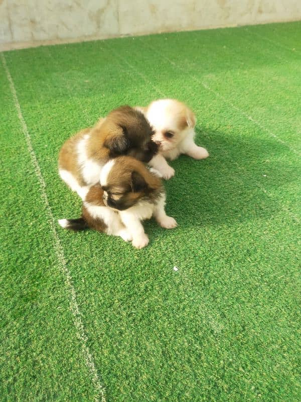 Shihtzu pups 1