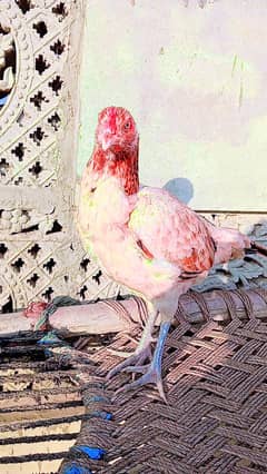 Aseel Female Hen (Yellow Red)