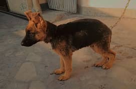 German shepherd male puppy available for new home