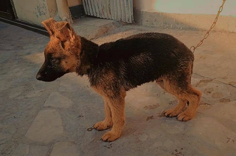 German shepherd male puppy available for new home 0