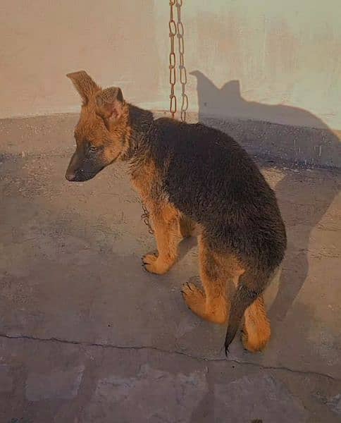 German shepherd male puppy available for new home 1