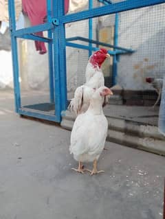 White paper Heera /Aseel pair /Pure Aseel Hens /High quality/Murgha