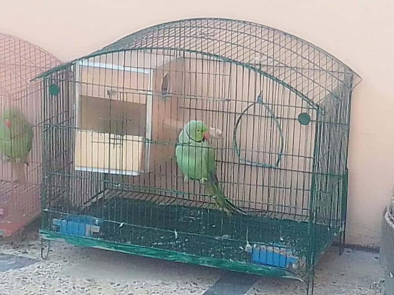 ringneck parrot male 3