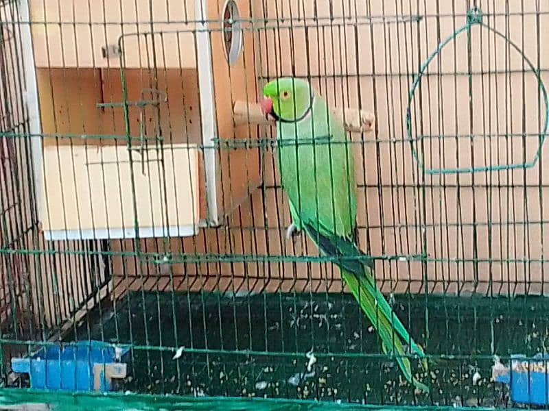 ringneck parrot male 4