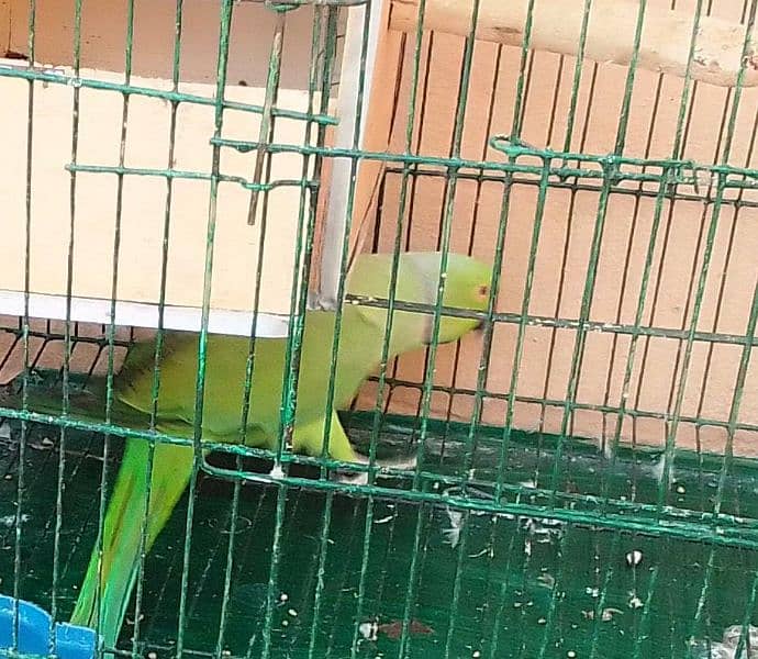 ringneck parrot male 9