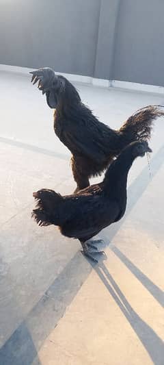 Ayam cemani pair for sale