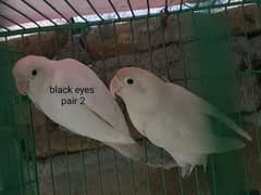 albino black eyes, pastelino male and albino red eye female