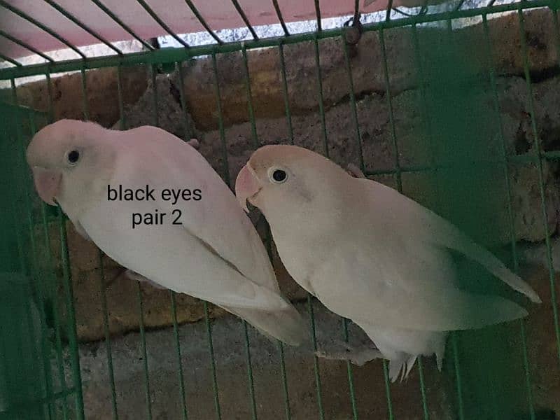 albino black eyes, pastelino male and albino red eye female 0