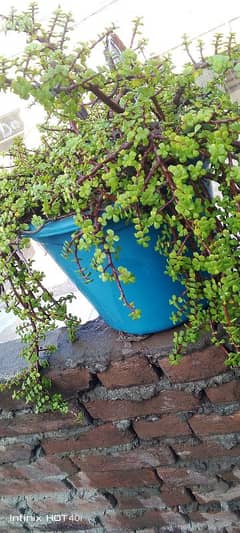 Jade plant.