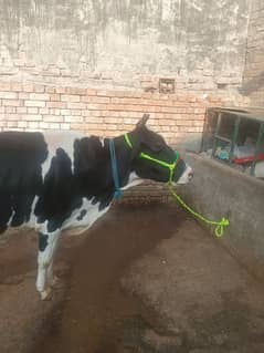 cow for sale at cheap rate