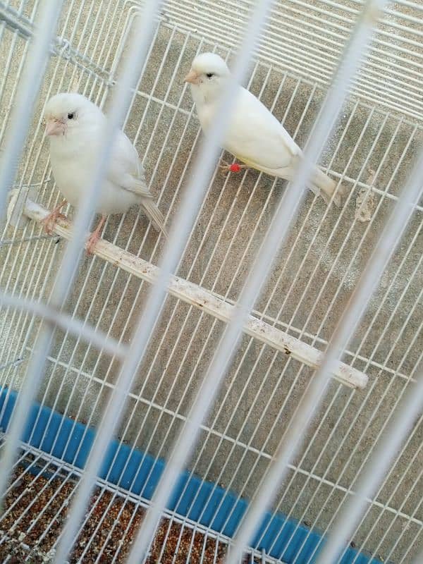 white canary pair breeder 1