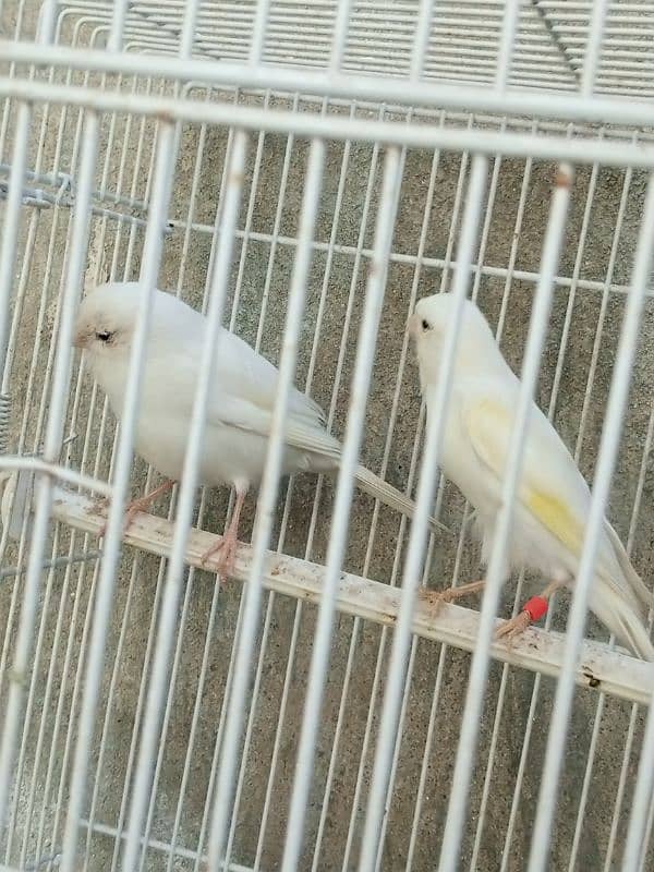 white canary pair breeder 3