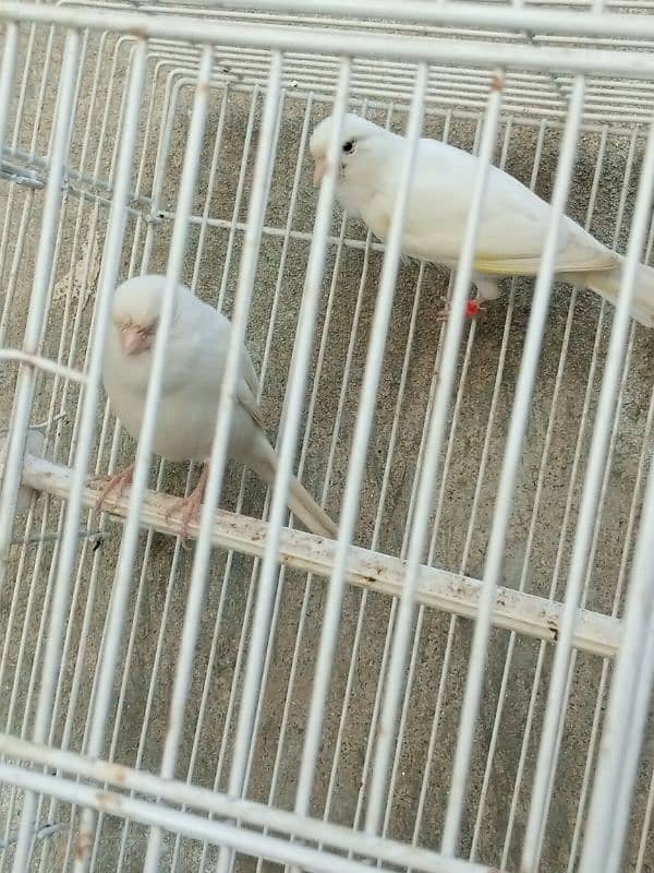 white canary pair breeder 4